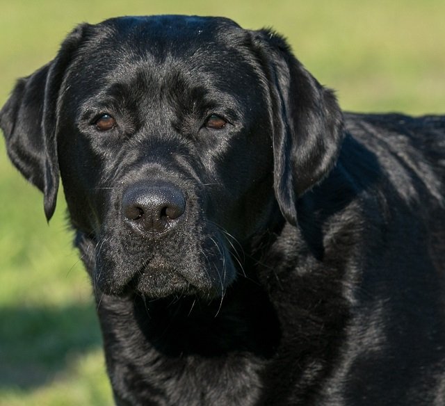 Chocolate English Labs