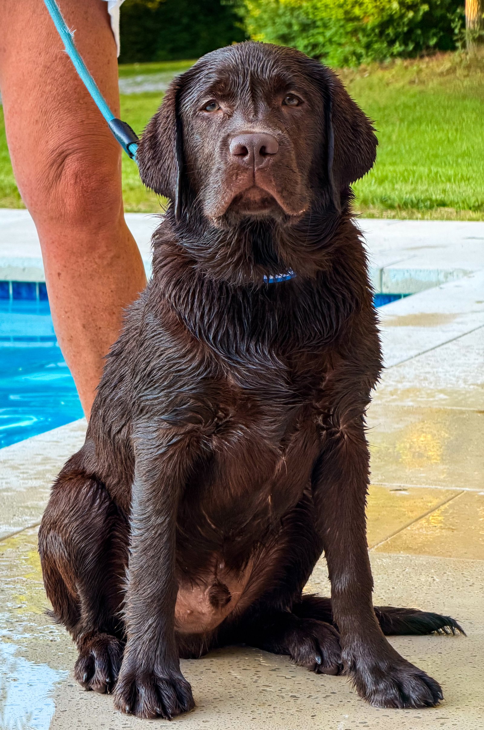 Chocoloate Labrador Retriever