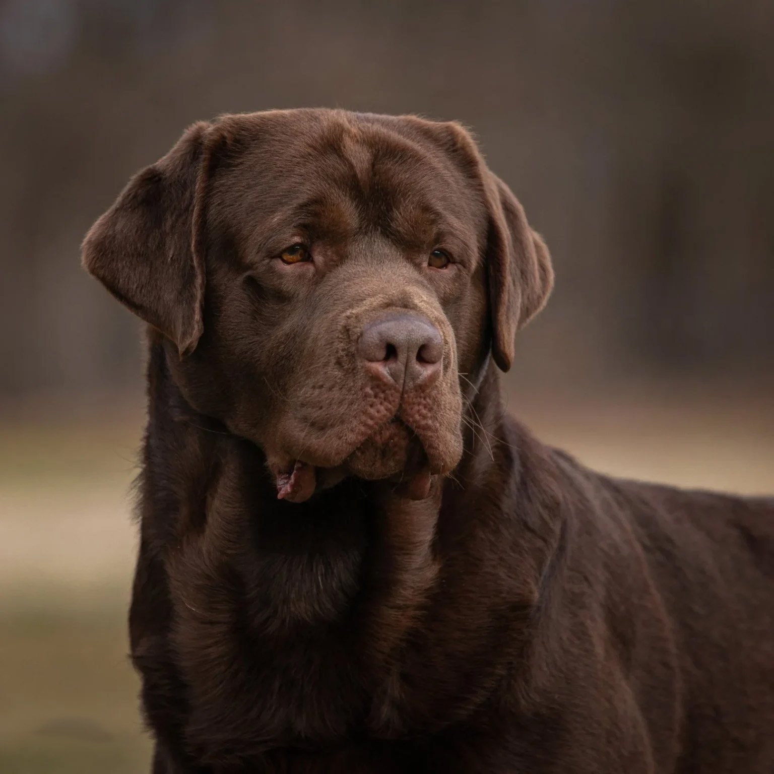 Creek's Edge Chocolate Labs