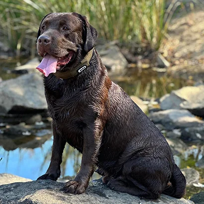 Creek's Edge Black and Yellow Labs