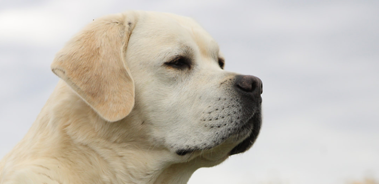 Upcoming Litters & Breeding Plans: What’s Next for Creek’s Edge Labradors