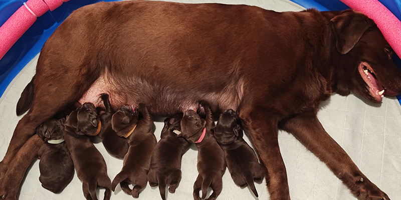 Molly's Harry Potter Litter