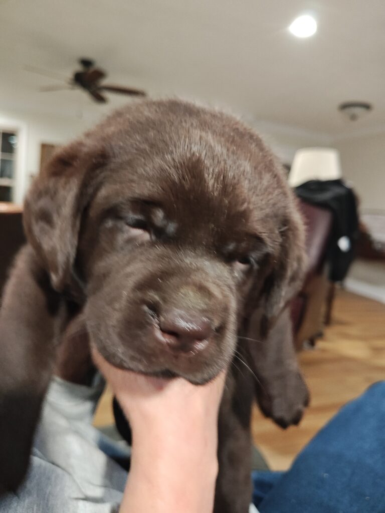 Luna 5 Weeks
