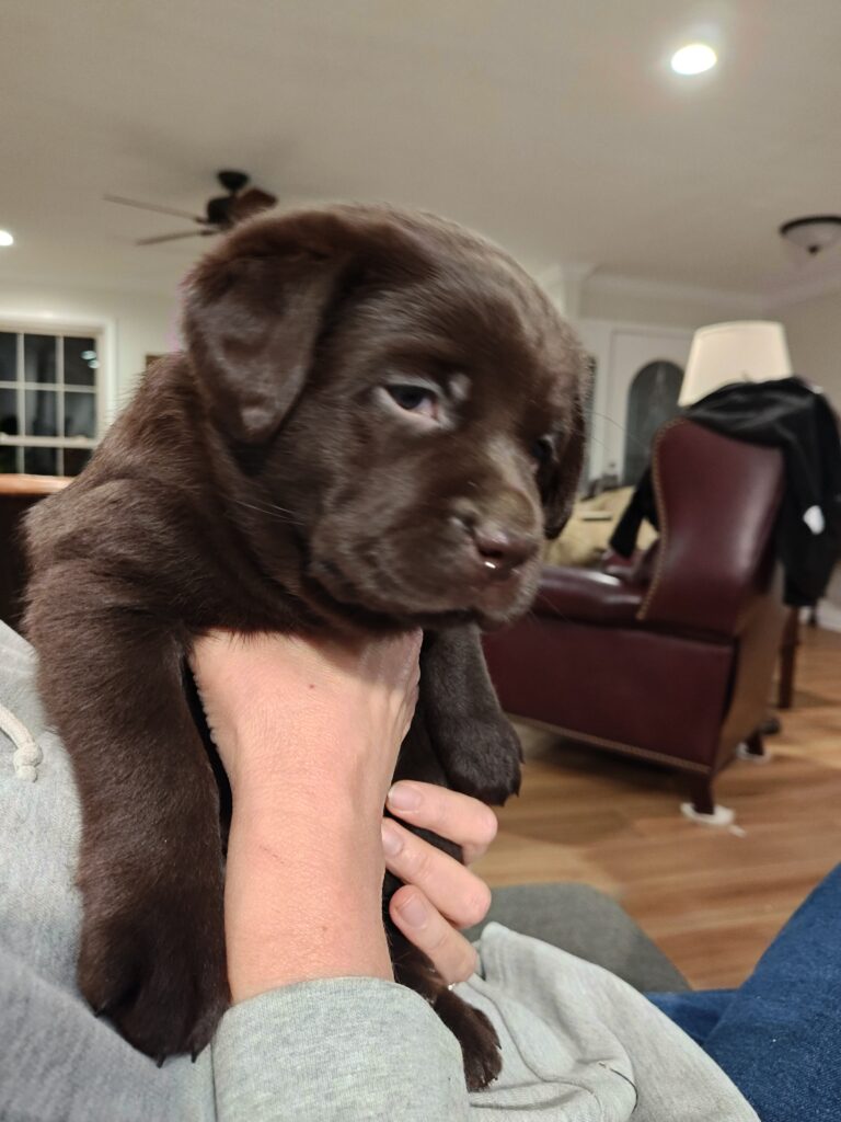 Luna 5 Weeks