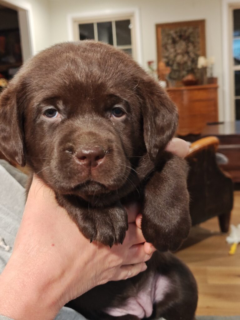 Luna 5 Weeks