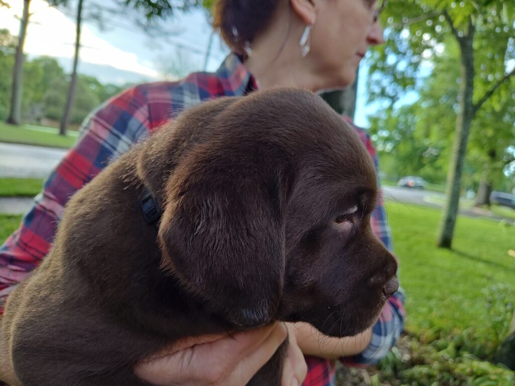 Blue Boy - George - 6 Weeks