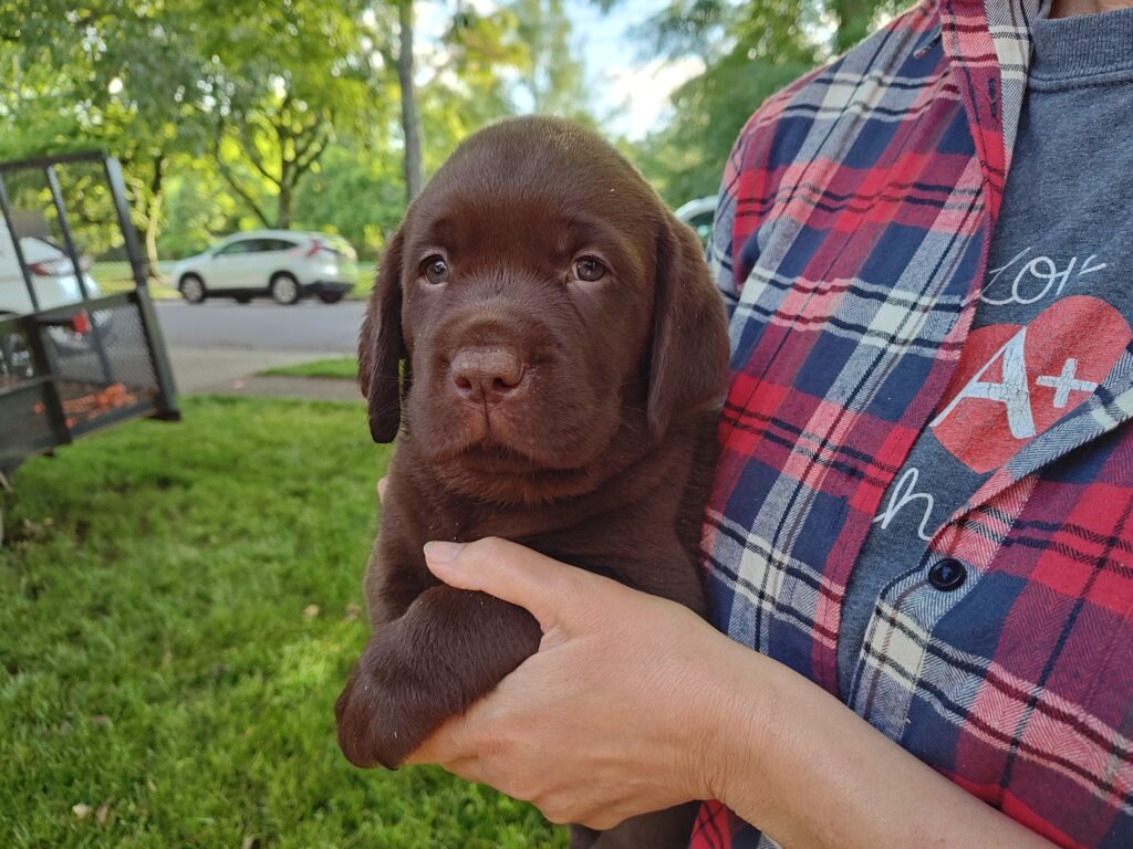 Blue Boy - George - 6 Weeks