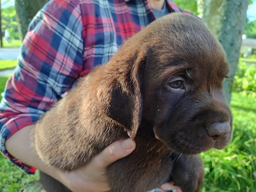 Blue Boy - George - 6 Weeks