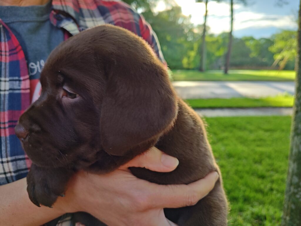 Pink Girl - 6 weeks
