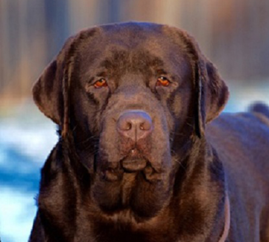 Chocolate English Labrador Retriever