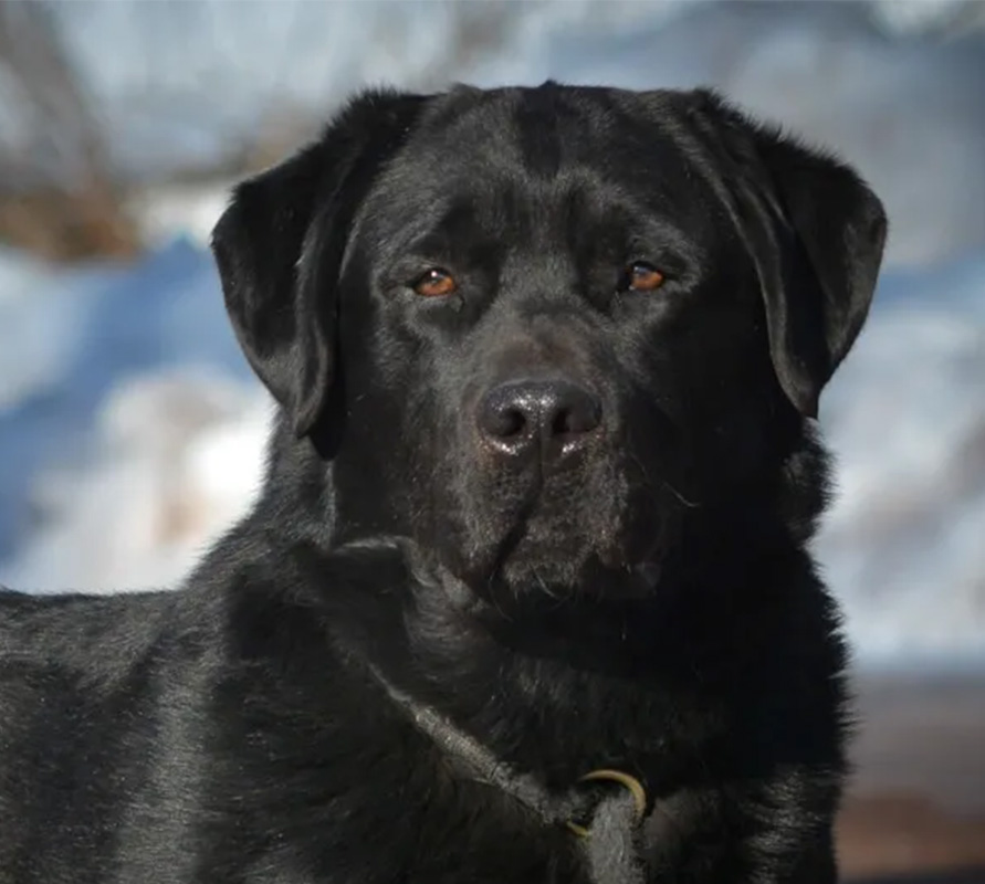 Black English Labrador