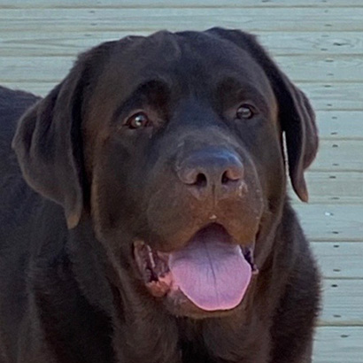 Champion Oaksdale Joe Wille