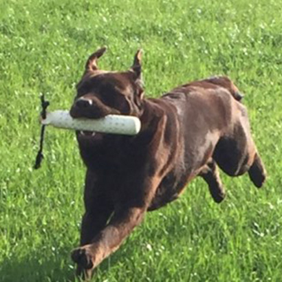 Champion Oaksdale Joe Wille