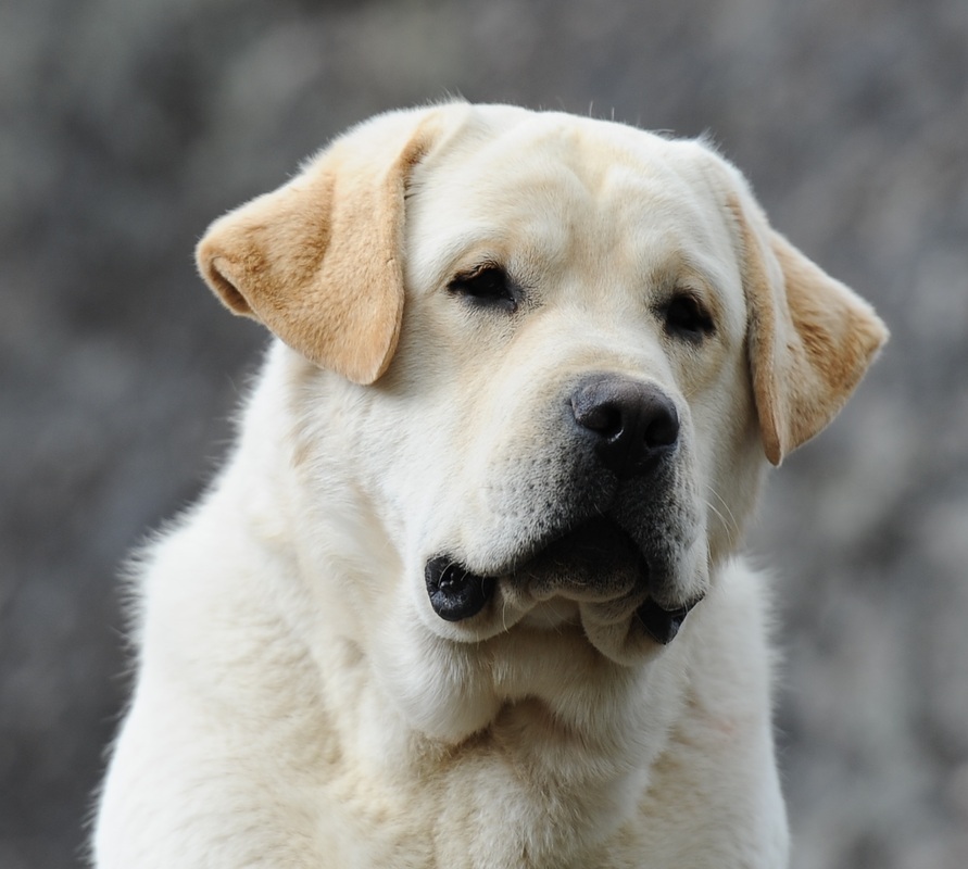 Yellow English Labrador