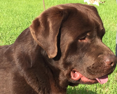 Champion Oaksdale Joe Willie