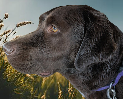 Good Golly Miss Molly