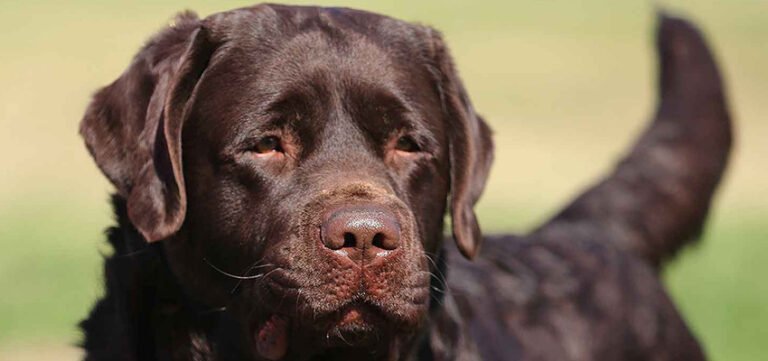 Creek’s Edge Labradors: Recent Updates to Our Breeding Program
