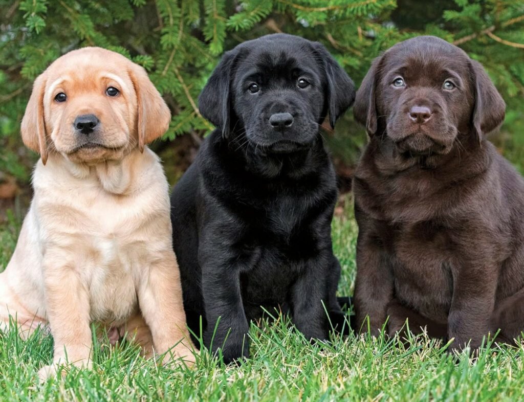 Creek's Edge Labradors