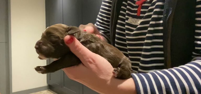 Understanding Early Neurological Stimulation: What It Is and Why It Matters for Puppies