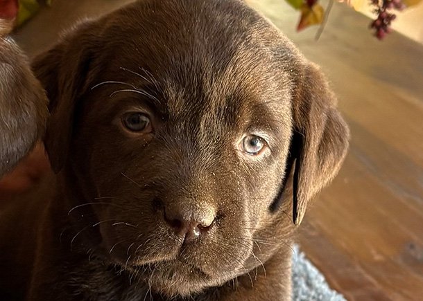 White Girl - Pirates of the Caribbean Litter